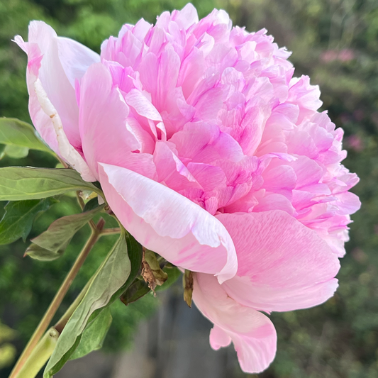 Stripey Skirts (Hong Xian Nu) Rockii Tree Peony main product image
