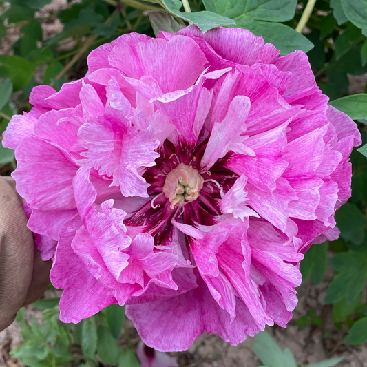 Elegant Adorn (Qiao Zhuang) Rockii Tree Peony main product image
