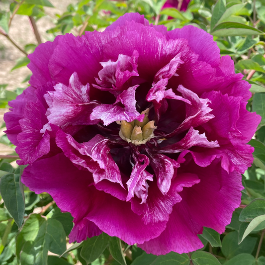 Ruby Surf (Hong Hai Yin Lang) Rockii Tree Peony main product image