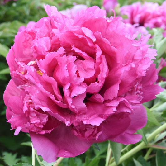 Fuchsia Sunset (Lan Tian Meng) Rockii Tree Peony main product image