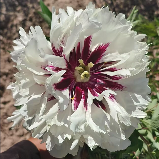 Flaming Phoenix (Huo Feng Huang) Rockii Tree Peony main product image