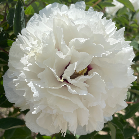 Glacier Tower (Bai Zhang Bing) Rockii Tree Peony main product image