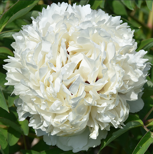 Snow Fragrance (Yu Qiu Xiang) Rockii Tree Peony main product image