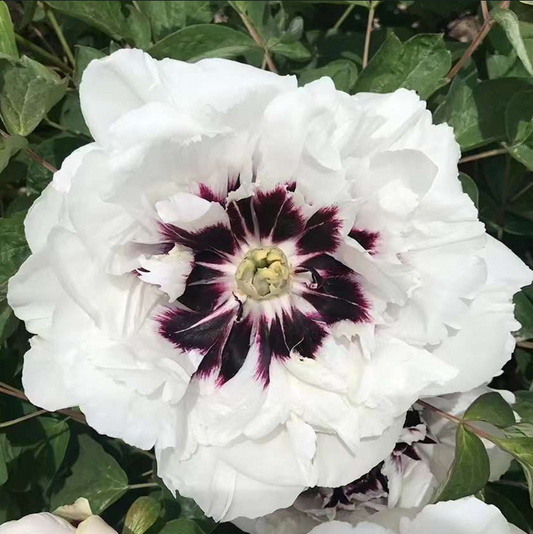 Midnight Wonder (Pan Deng) Rockii Tree Peony main product image