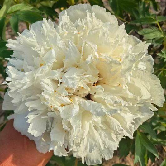 Gold-Tipped Swallowtail (Jin Dian Bai Yan Wei) Rockii Tree Peony main product image