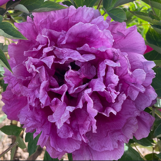 Lavender Silk (Lan Zhou Chou) Rockii Tree Peony main product image