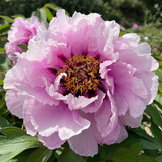 Rose Elegance (Lan Qiang Wei) Rockii Tree Peony main product image