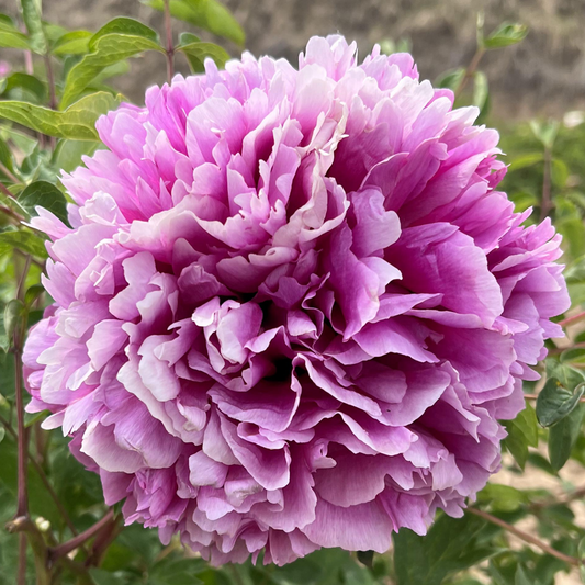 Skyline Snow (He Lan Wo Xue) Rockii Tree Peony main product image