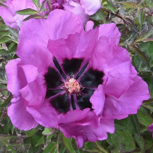 Ink Heart (Qing Hua Yan) Rockii Tree Peony main product image