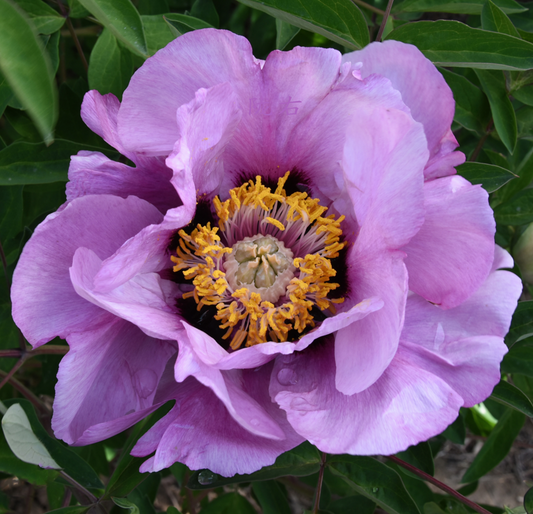 Lavender Cup (Lan He) Rockii Tree Peony main product image