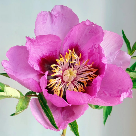 Lavender Serenity (Lan Hai Feng Yun) Rockii Tree Peony main product image