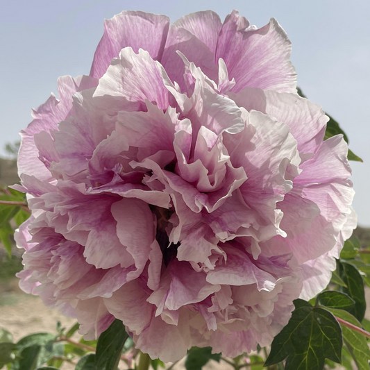 Snowfield Glow (Xue Yuan Yu Hui) Rockii Tree Peony main product image