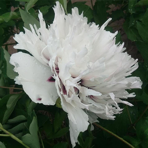 Swallow Tail White (Yan Wei Bai) Rockii Tree Peony main product image