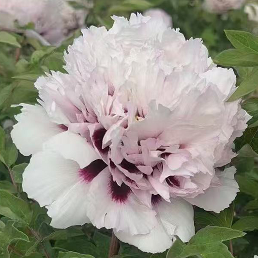 Blushing Fairy (Fen E Jiao) Rockii Tree Peony main product image