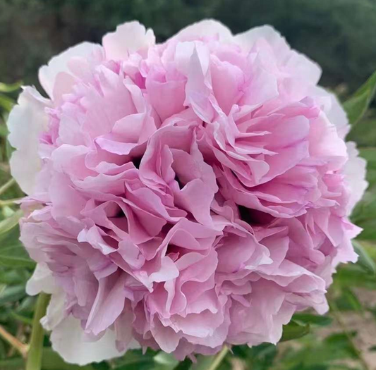 Blush Empress (Fen Tian Xiang) Rockii Tree Peony main product image