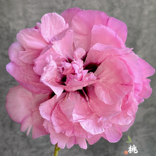 Peach Blossom Champion (Tao Hua Zhuang Yuan) Rockii Tree Peony main product image