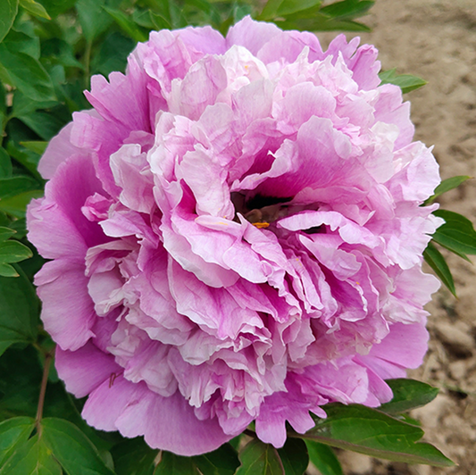 Blushing Horizon (Lan Yu San Cai) Rockii Tree Peony main product image