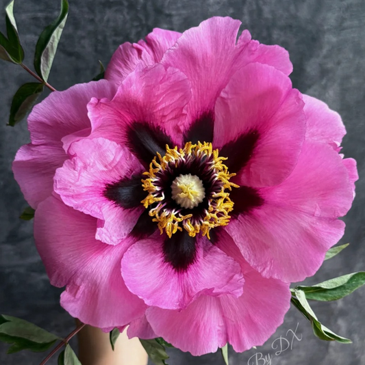 Eclipse (Hong Fen Jia Ren) Rockii Tree Peony main product image