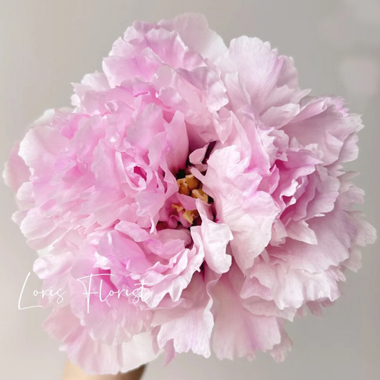 Pink Mirage (Fen Yu Sheng Hui) Rockii Tree Peony main product image