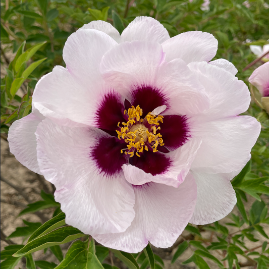 Blushing Princess (Fen Xi Shi) Rockii Tree Peony main product image
