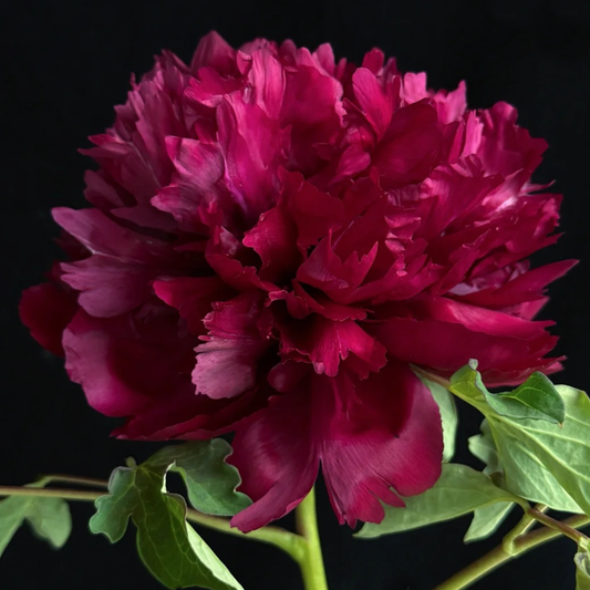Ink Crown (Mo Guan Yu Zhu) Rockii Tree Peony main product image