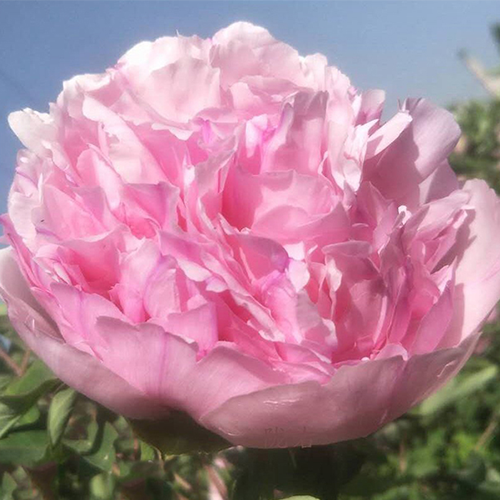Velvet Princess (Tao Rong) Rockii Tree Peony main product image