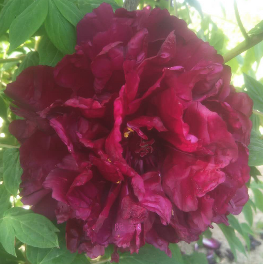 Midnight Cloud (Mo Yun) Rockii Tree Peony main product image