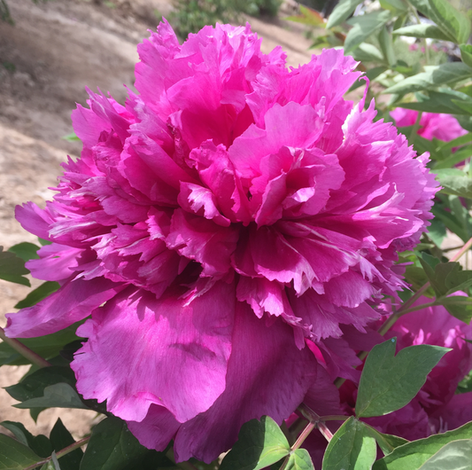 Embroidered Robe (Yin Zhen Xiu Hong Pao) Rockii Tree Peony main product image
