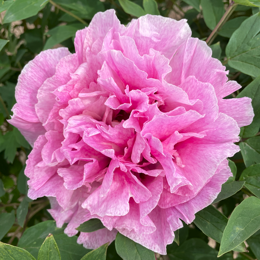 LY Twin Beauties (Long You Er Qiao) Rockii Tree Peony main product image