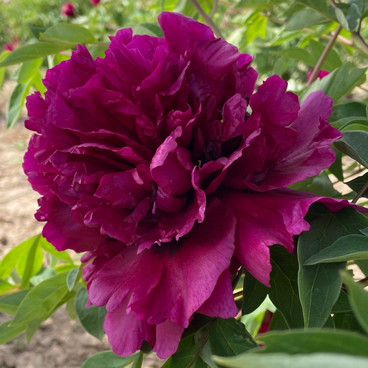Imperial Pavilion (Zi Gong Ge) Rockii Tree Peony main product image