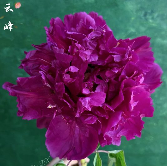 Crimson Summit (Zi Yun Feng) Rockii Tree Peony main product image