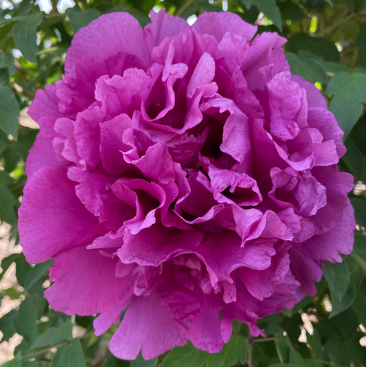 Great King (Zi Lan Kui) Rockii Tree Peony main product image