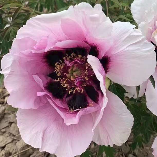 Spring & Autumn (Yi Du Chun Qiu) Rockii Tree Peony main product image