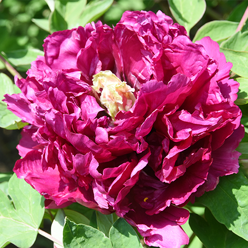 Crimson Dragon (Hong Hai Qing Long) Rockii Tree Peony main product image