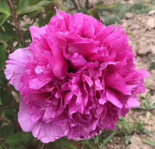 Youthful Bloom (Qing Chun) Rockii Tree Peony main product image