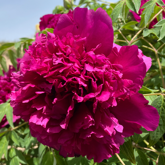Magenta Flame (He Ping Hong) Rockii Tree Peony main product image
