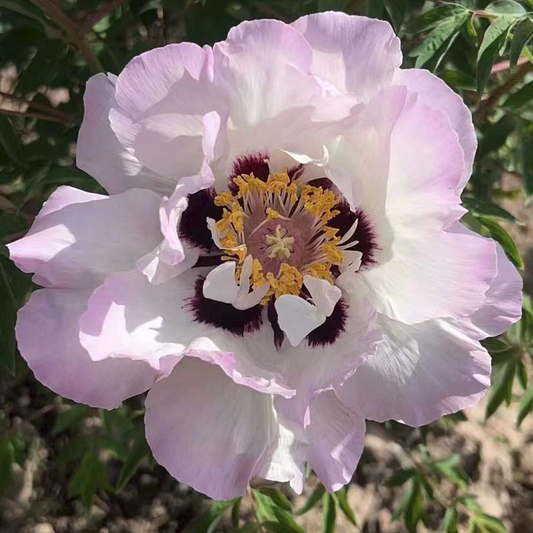 Lotus Pond Moonlight (He Tang Yue Se) Rockii Tree Peony main product image