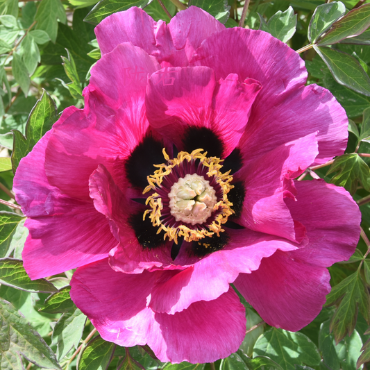 Solar Blaze (Hong Lian) Rockii Tree Peony main product image