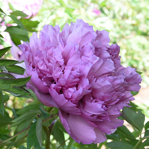 Lavender Crown (Bao Shi Lan) Rockii Tree Peony main product image