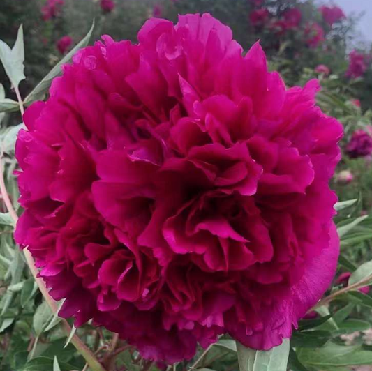 Crimson Pompom (He Ping Hong Xiu Qiu) Rockii Tree Peony main product image