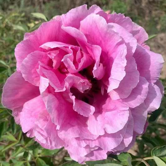Northwest Hero (Long Yuan Zhuang Shi) Rockii Tree Peony main product image