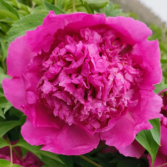 Crimson Crown (Hong Guan Yin Xian) Rockii Tree Peony main product image