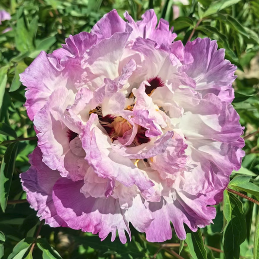 Chiffon Elegance (Qiao Qi Sha) Rockii Tree Peony main product image