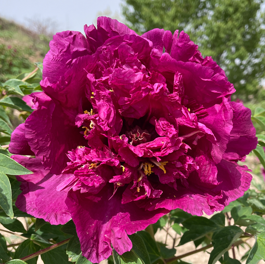 Radiant Rose (Mei Gui Sa Jin) Rockii Tree Peony main product image