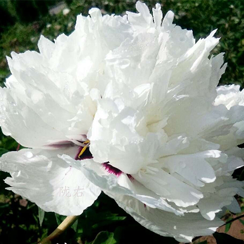 White Veil (Yu Lou Cang Jiao) Rockii Tree Peony main product image