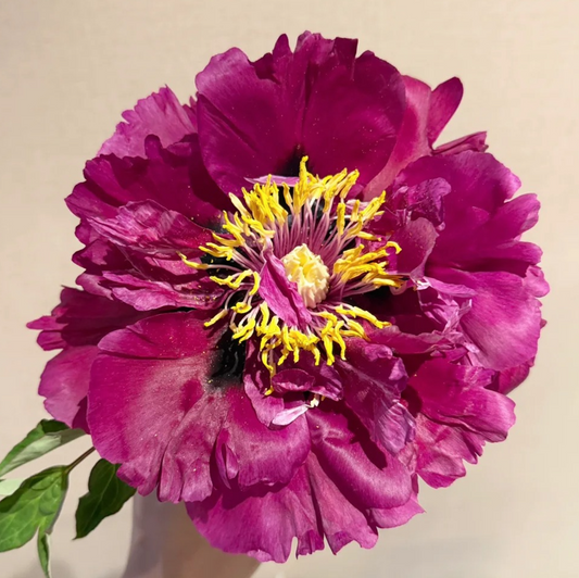 Gansu Twilight Rose (Gao Li Hong) Rockii Tree Peony main product image