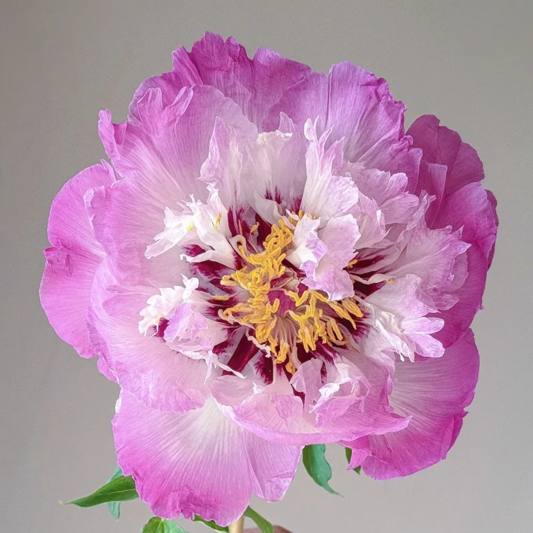 Magic Lotus Lantern (Bao Lian Deng) Rockii Tree Peony main product image