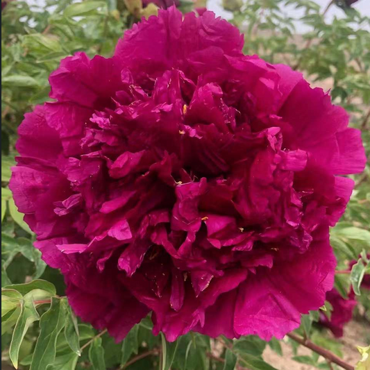 Imperial Glow (Zi Lou Xiang Jin) Rockii Tree Peony main product image