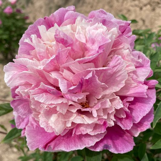 Double Blush (Xin Long Er Qiao) Rockii Tree Peony main product image