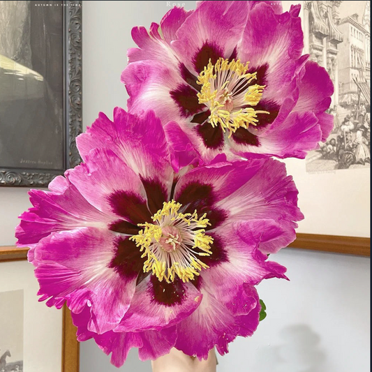 Rosy Cheeks (Zi Lian Deng) Rockii Tree Peony main product image